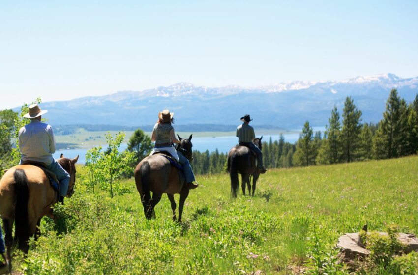  The Benefits of Horseback Riding in The Summer